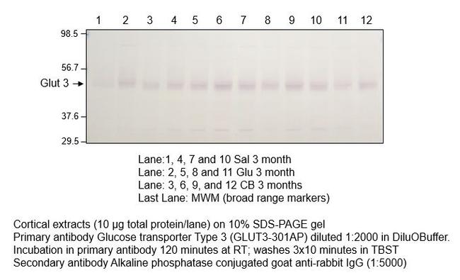 Glucose Transporter GLUT3 Antibody in Western Blot (WB)