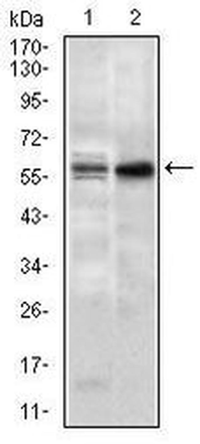 Nucleostemin Antibody in Western Blot (WB)