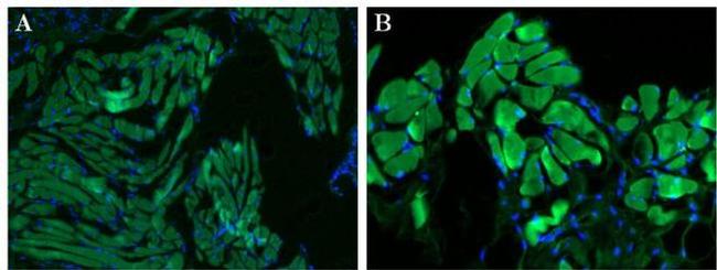 Ly-6G/Ly-6C Antibody in Immunohistochemistry (Paraffin) (IHC (P))