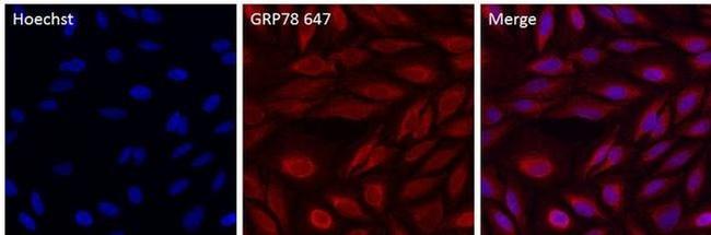 GRP78 Antibody in Immunocytochemistry (ICC/IF)