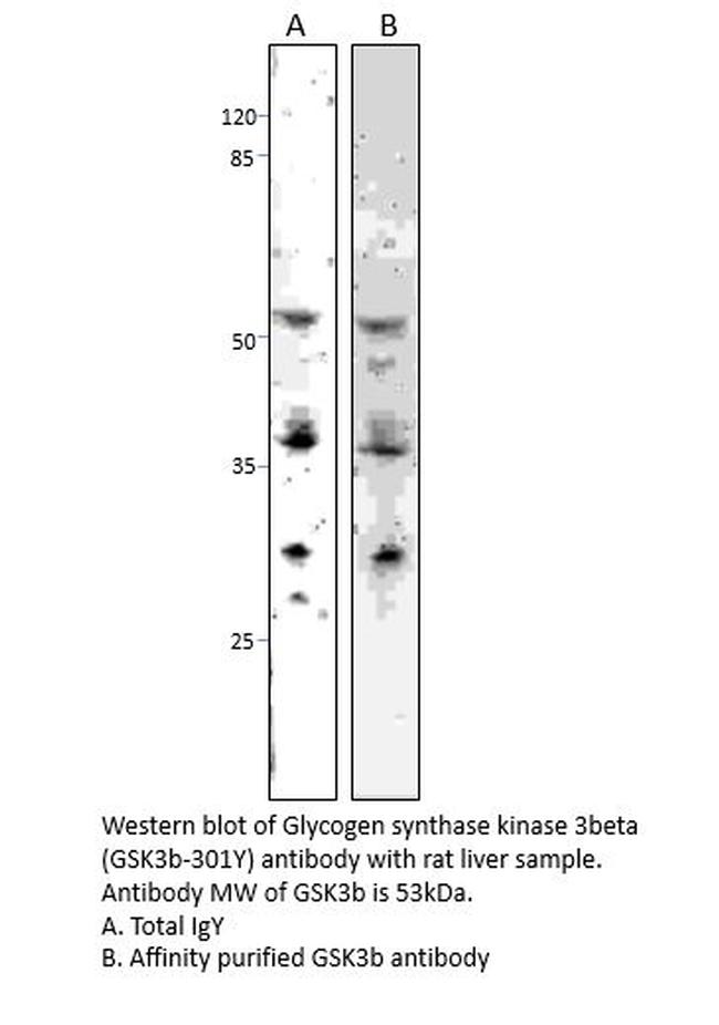 GSK3 beta Antibody in Western Blot (WB)