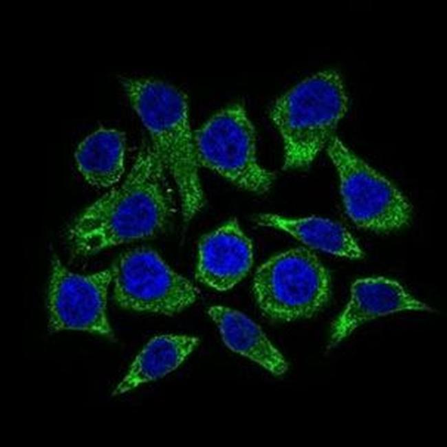 GUCY1A3 Antibody in Immunocytochemistry (ICC/IF)