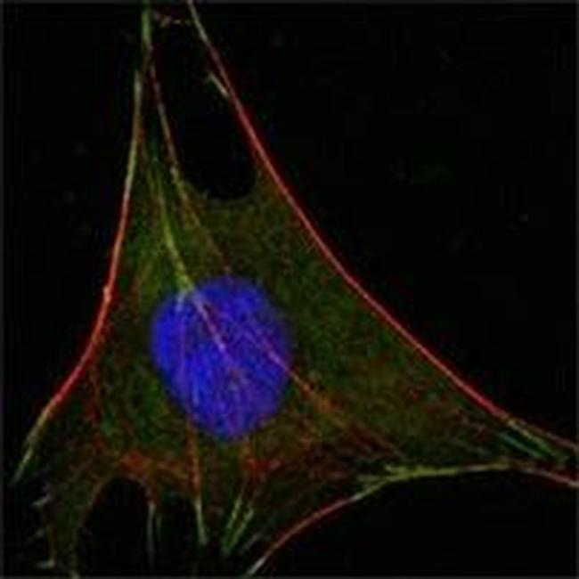 GPI Antibody in Immunocytochemistry (ICC/IF)