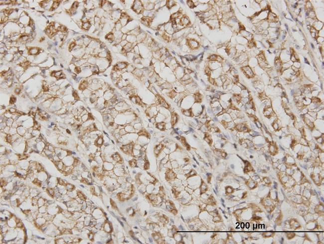 ACTB Antibody in Immunohistochemistry (Paraffin) (IHC (P))