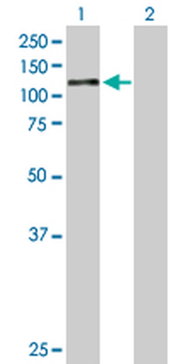 AHR Antibody in Western Blot (WB)