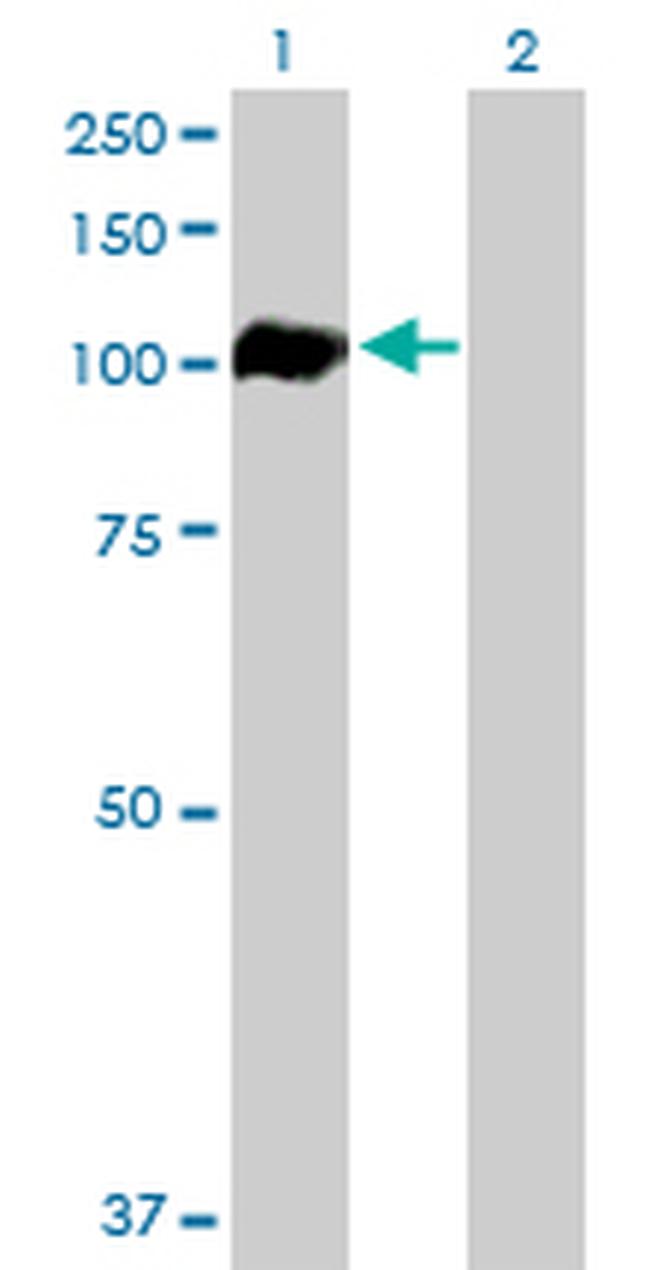 AHR Antibody in Western Blot (WB)