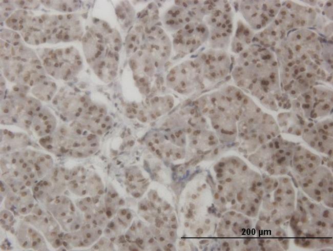 AHR Antibody in Immunohistochemistry (Paraffin) (IHC (P))