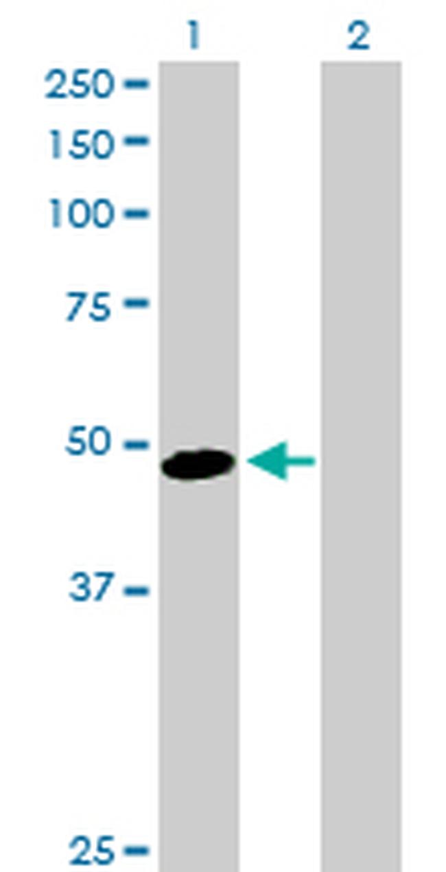 AHSG Antibody in Western Blot (WB)