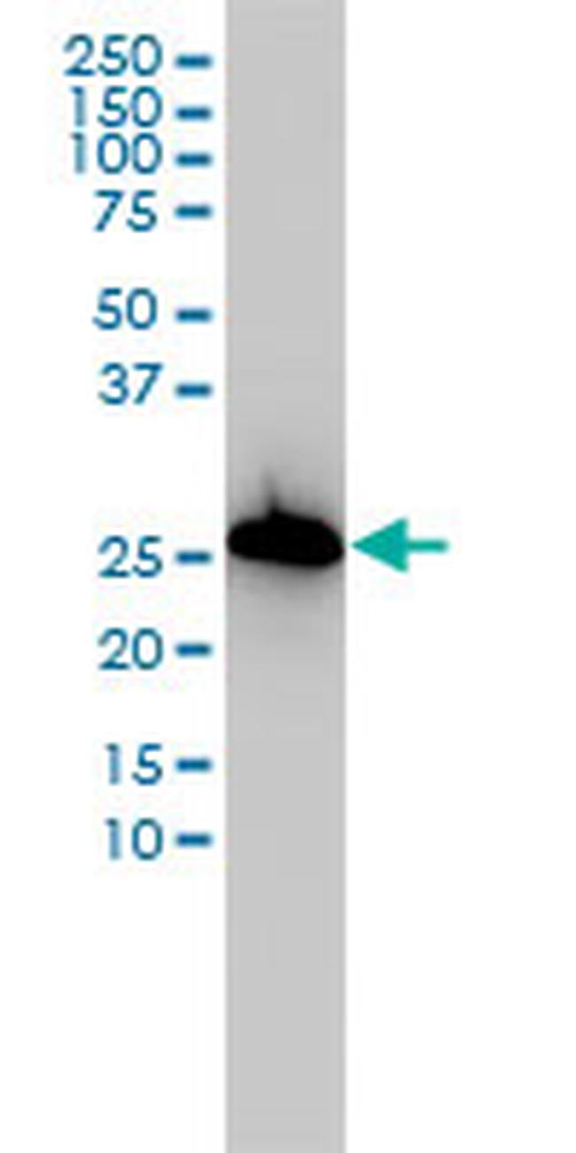 AIF1 Antibody in Western Blot (WB)