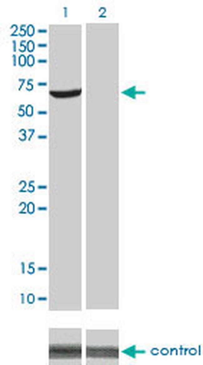 AKT1 Antibody in Western Blot (WB)