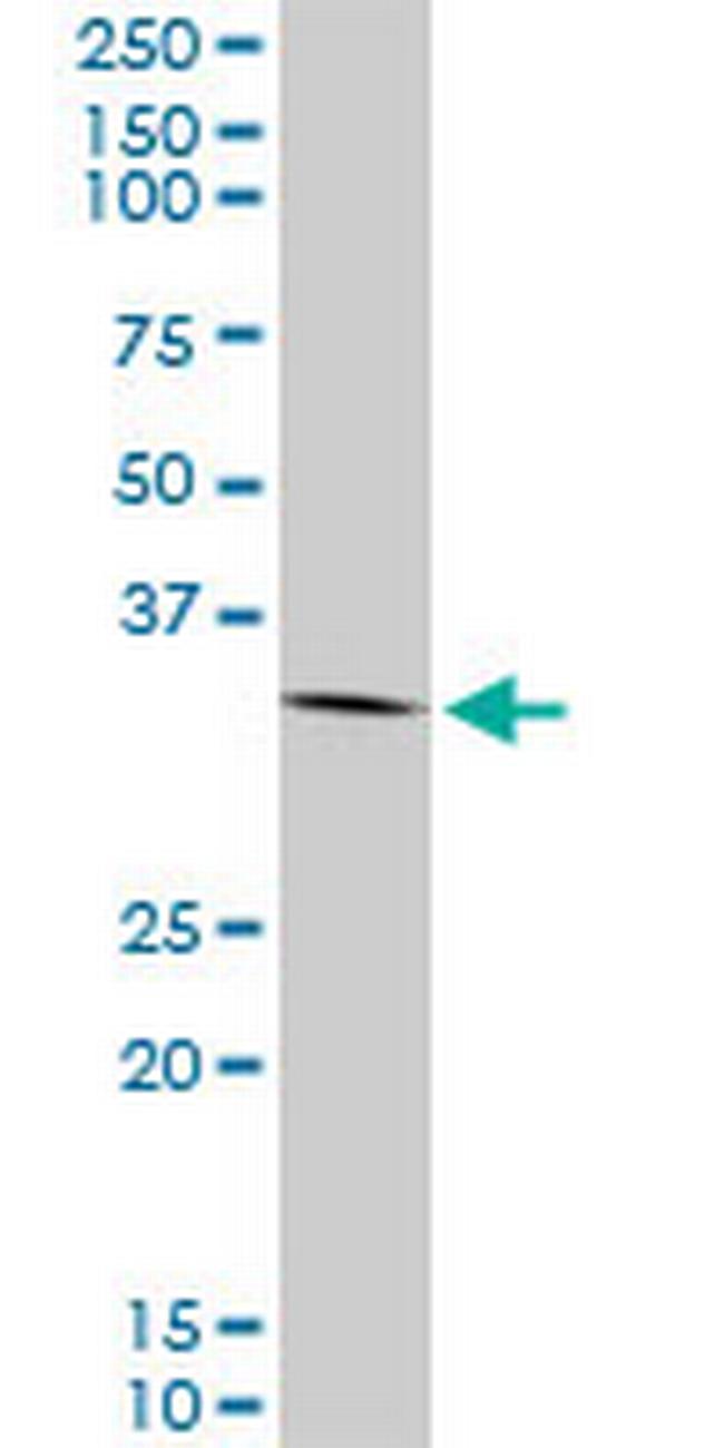 ANXA2 Antibody in Western Blot (WB)