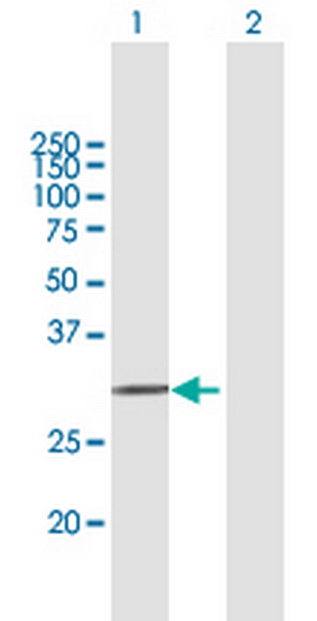 APOF Antibody in Western Blot (WB)