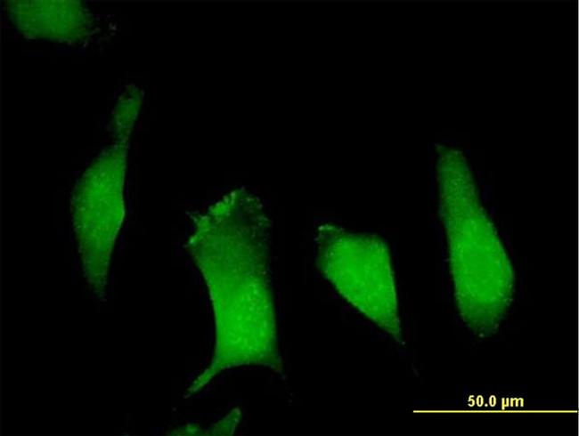 APBB1 Antibody in Immunocytochemistry (ICC/IF)