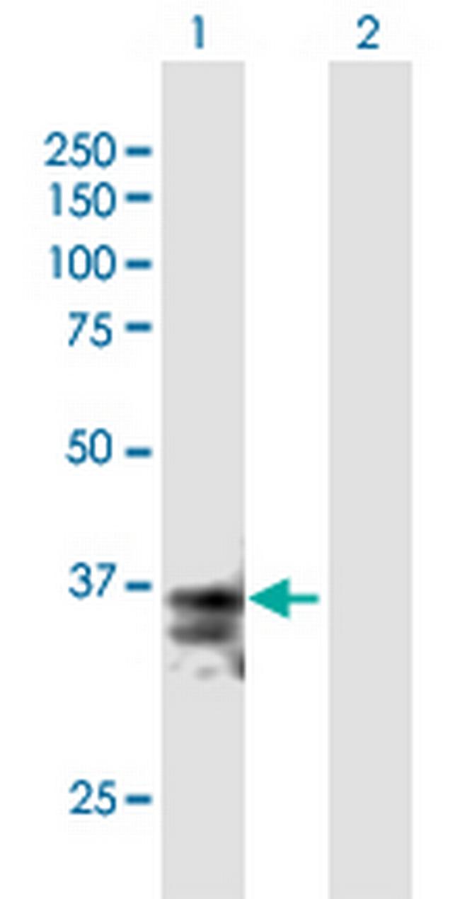 FASLG Antibody in Western Blot (WB)