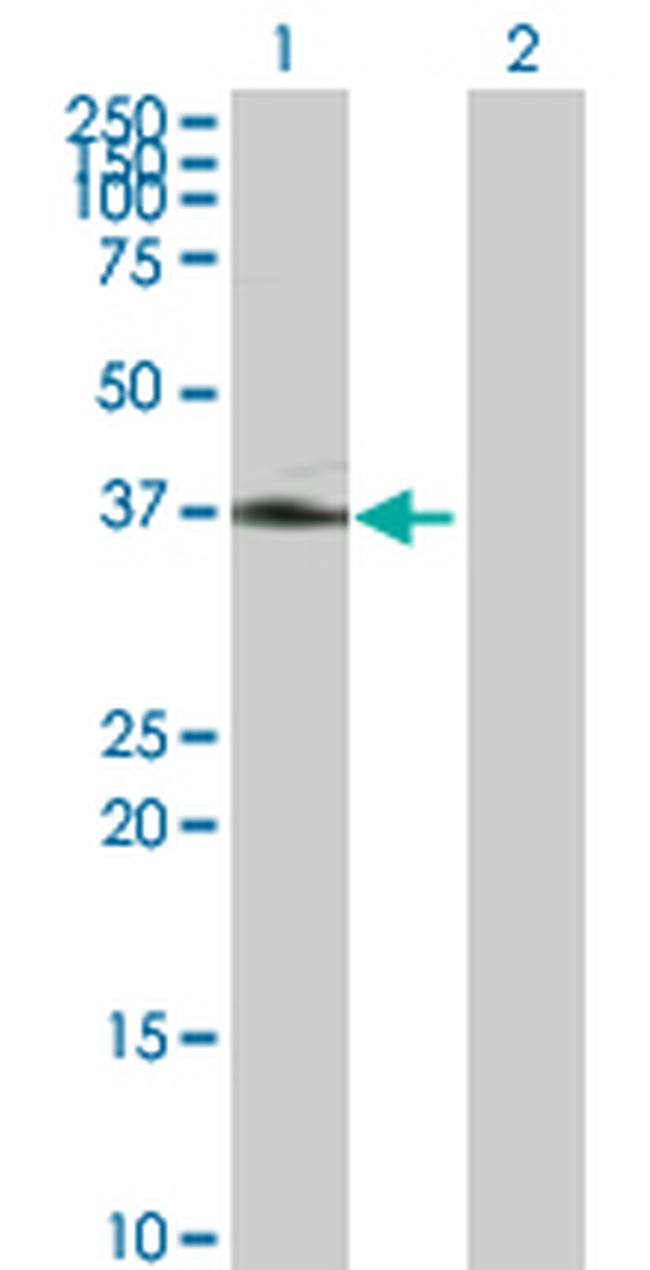 FASLG Antibody in Western Blot (WB)