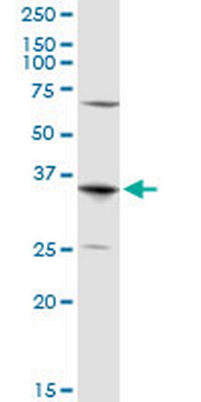 AQP7 Antibody in Western Blot (WB)