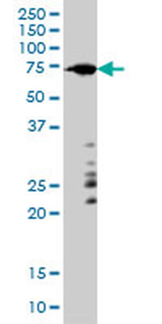 ARAF Antibody in Western Blot (WB)