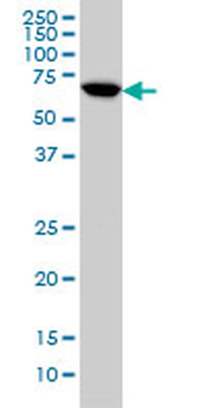 ARAF Antibody in Western Blot (WB)