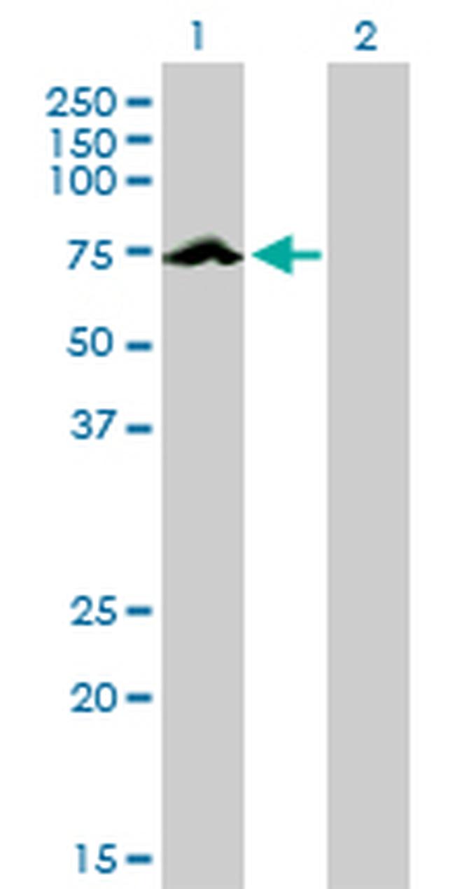 ARAF Antibody in Western Blot (WB)