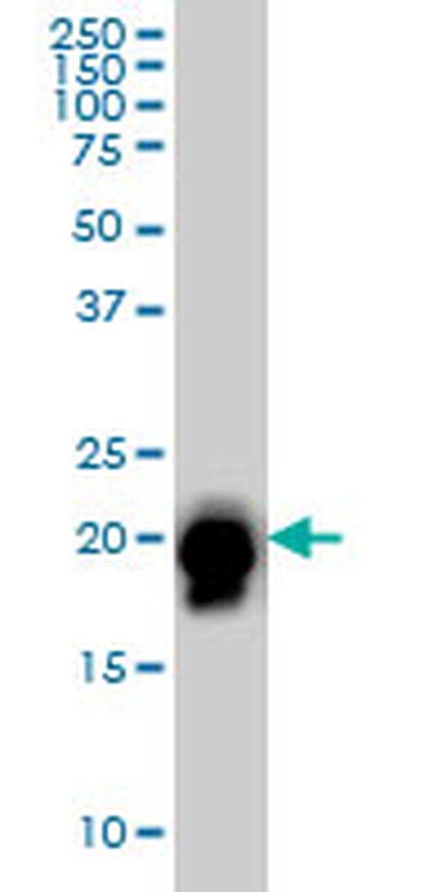 RHOA Antibody in Western Blot (WB)