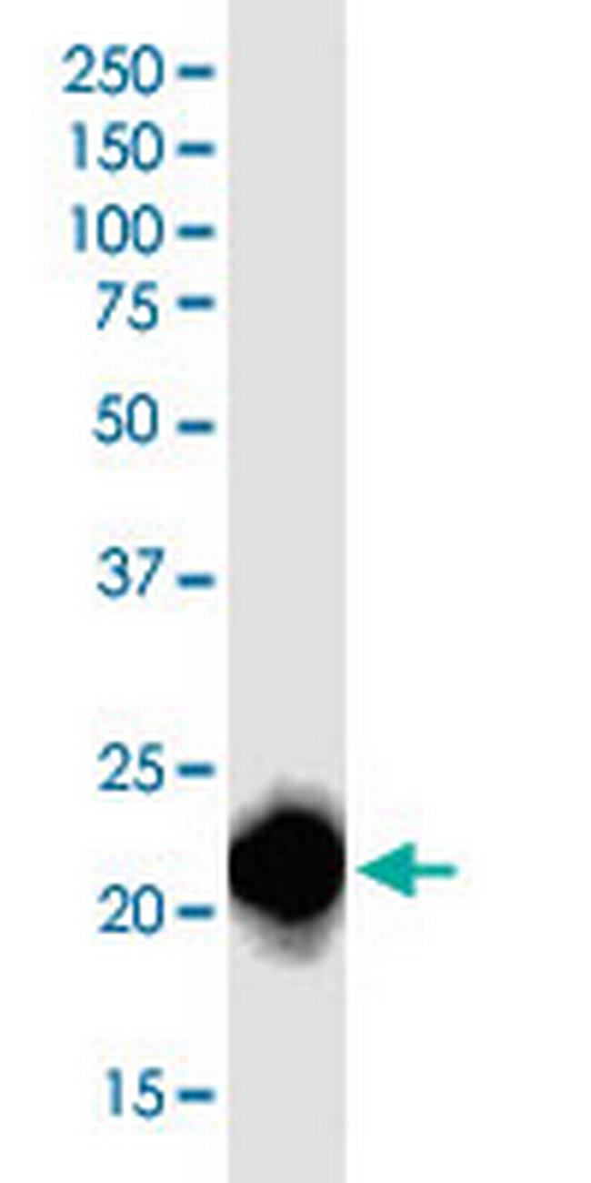 RHOA Antibody in Western Blot (WB)