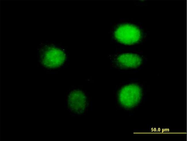 ARNT Antibody in Immunocytochemistry (ICC/IF)