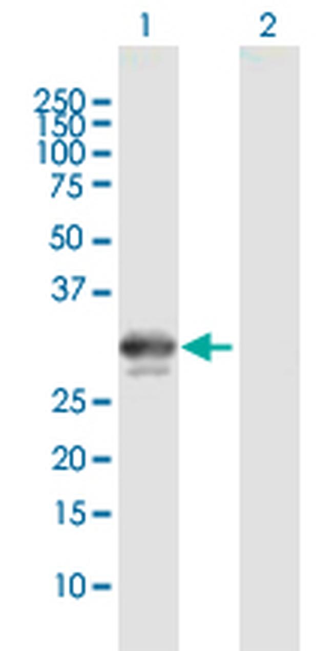 BDNF Antibody in Western Blot (WB)