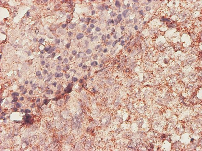 BGN Antibody in Immunohistochemistry (Paraffin) (IHC (P))