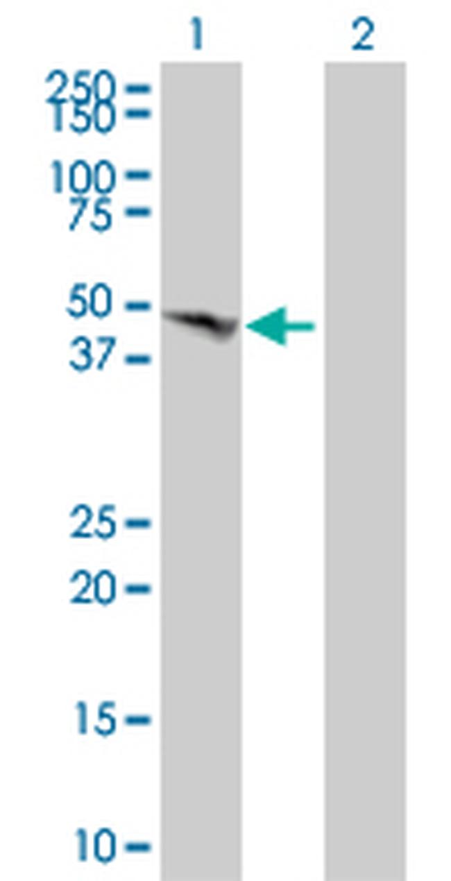 BMP7 Antibody in Western Blot (WB)