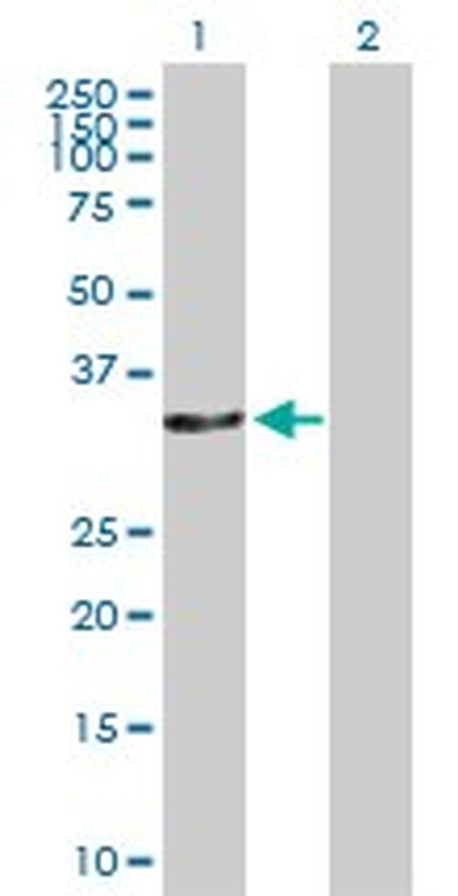 CAMLG Antibody in Western Blot (WB)