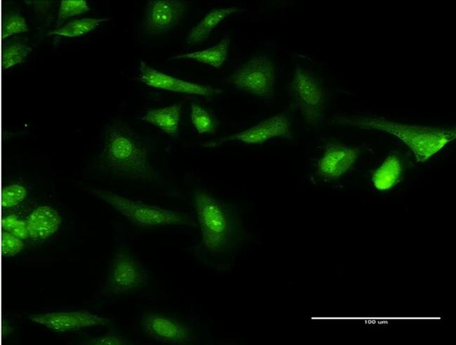 CAMLG Antibody in Immunocytochemistry (ICC/IF)