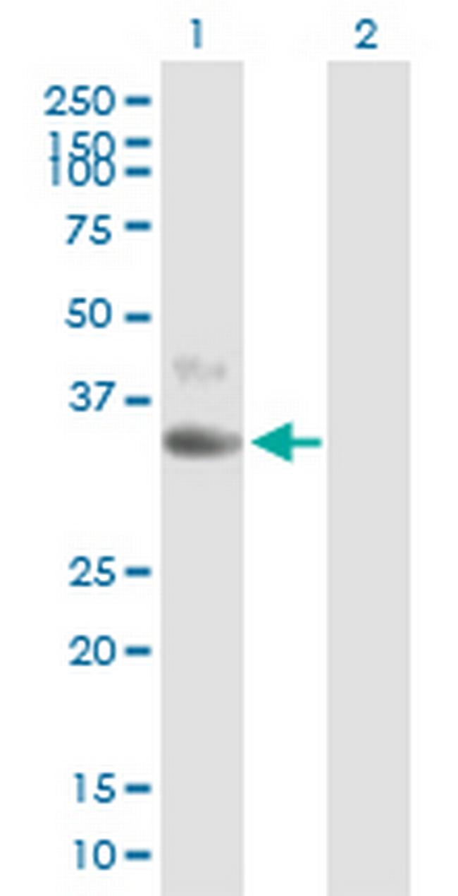 CD1D Antibody in Western Blot (WB)