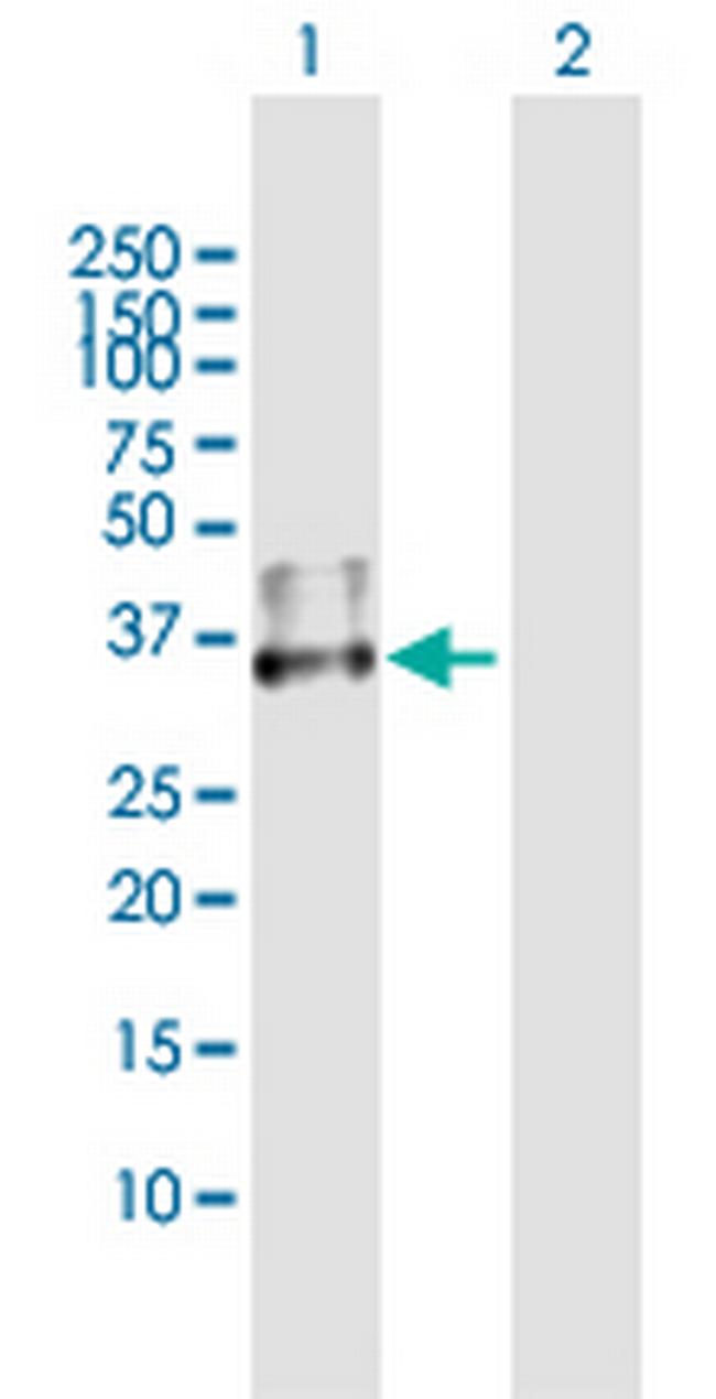 CD1D Antibody in Western Blot (WB)