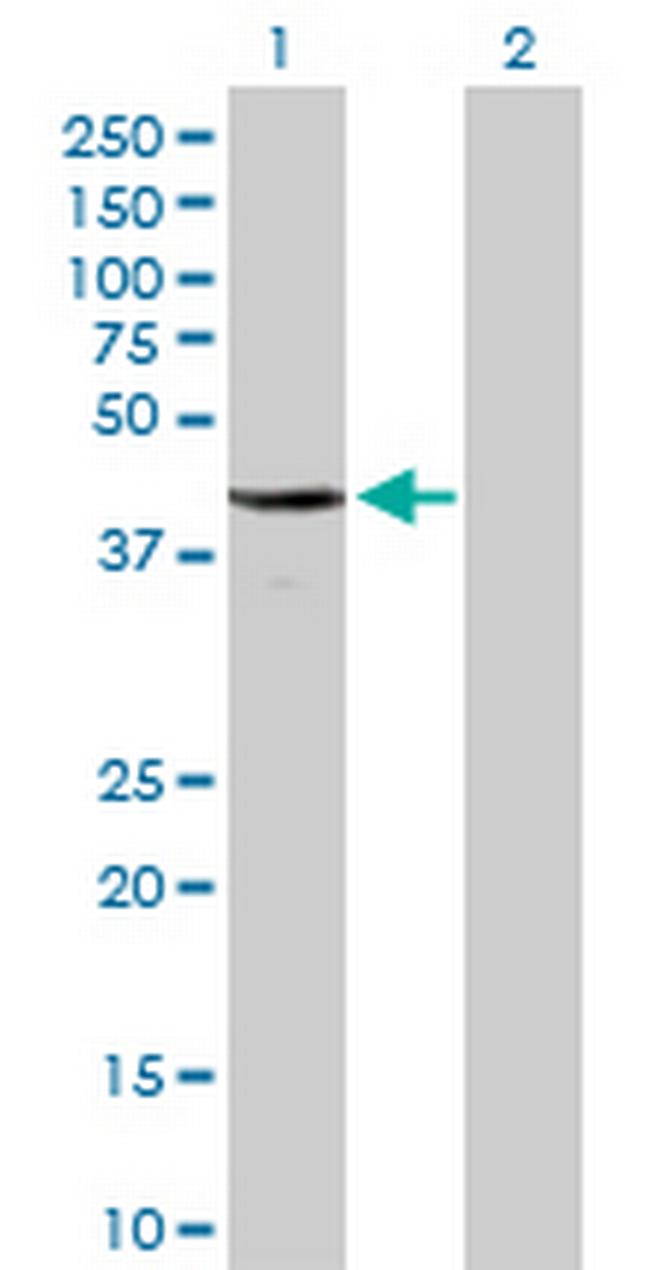 CDC2 Antibody in Western Blot (WB)