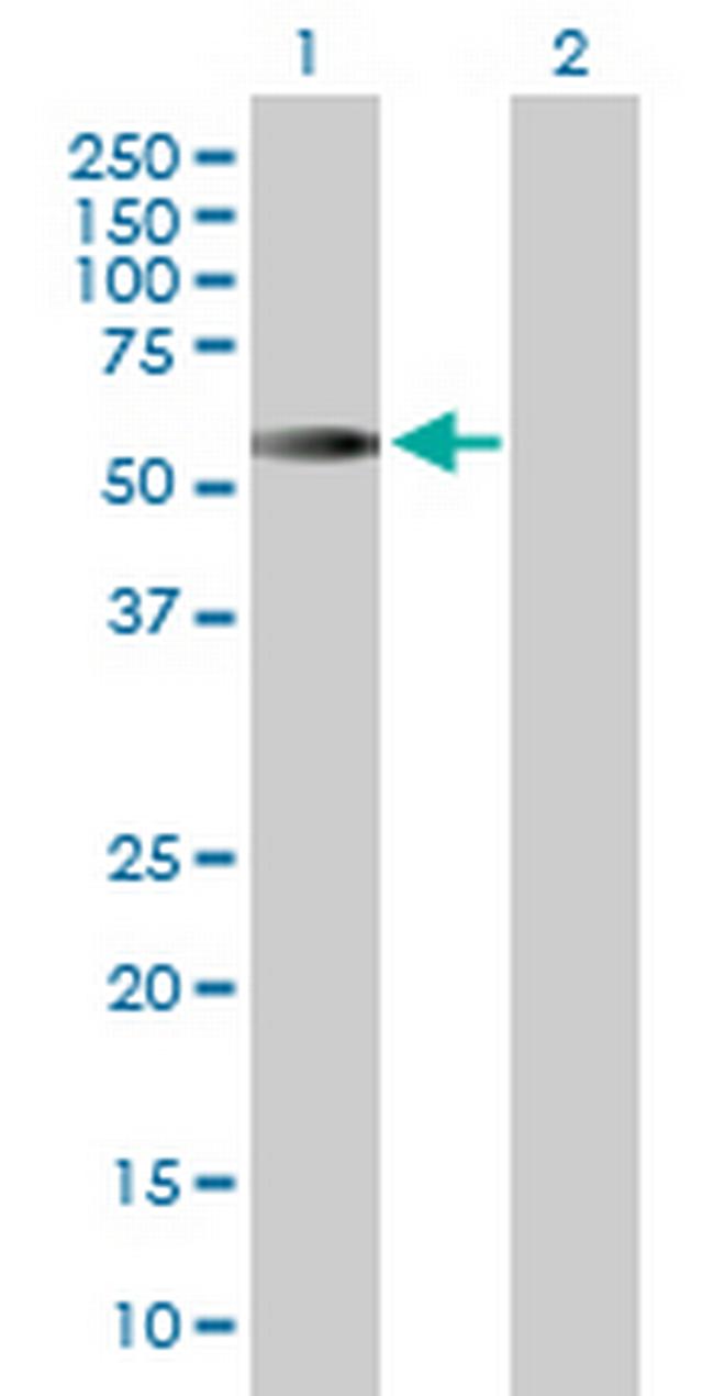 CDC20 Antibody in Western Blot (WB)