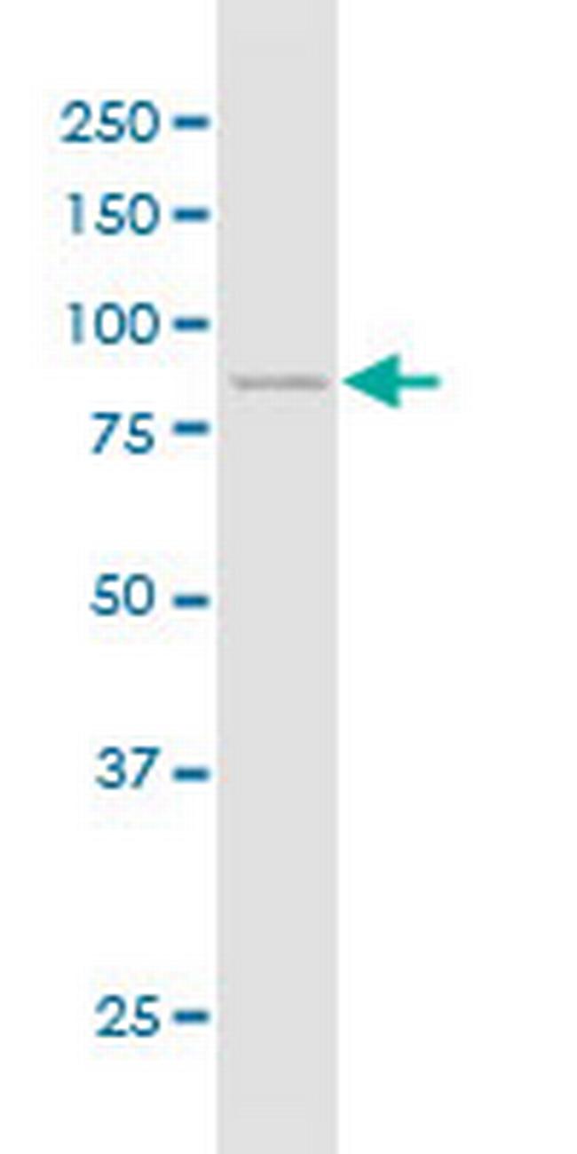 CDH11 Antibody in Western Blot (WB)