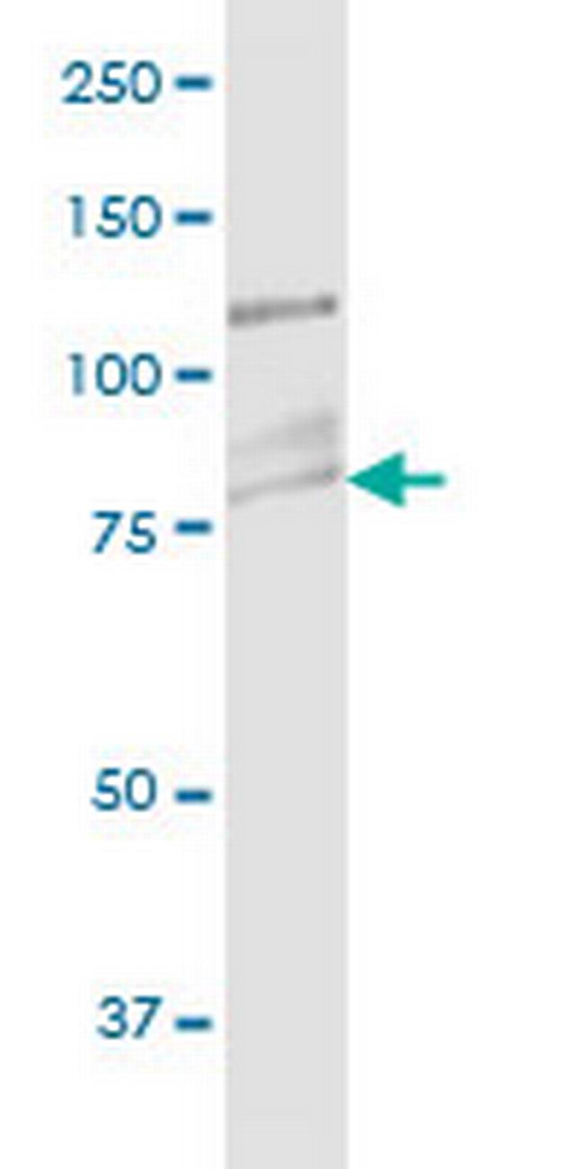 CDH11 Antibody in Western Blot (WB)