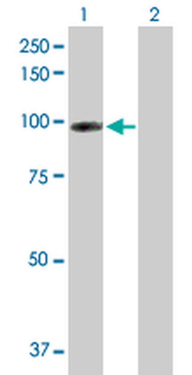 CDH13 Antibody in Western Blot (WB)