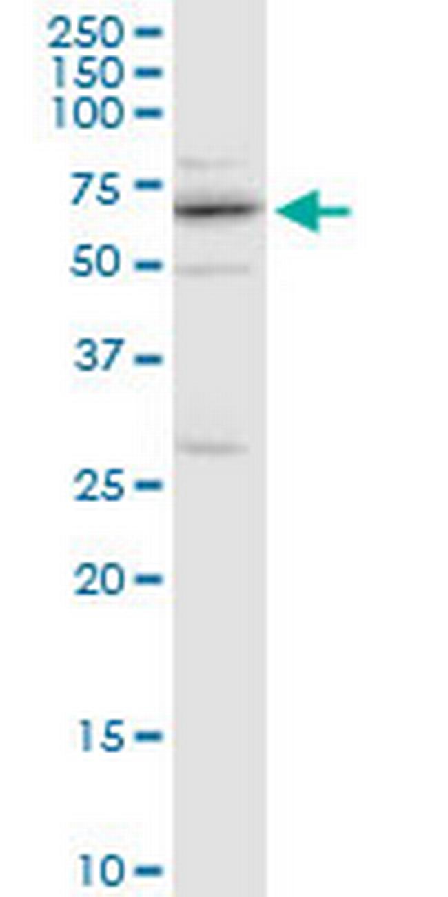 CENPB Antibody in Western Blot (WB)