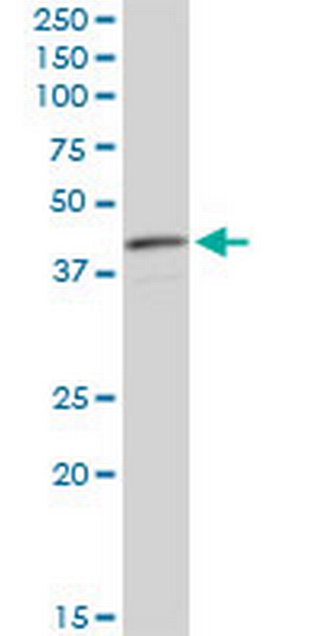 CNN3 Antibody in Western Blot (WB)