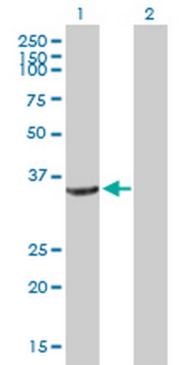 CRYZ Antibody in Western Blot (WB)