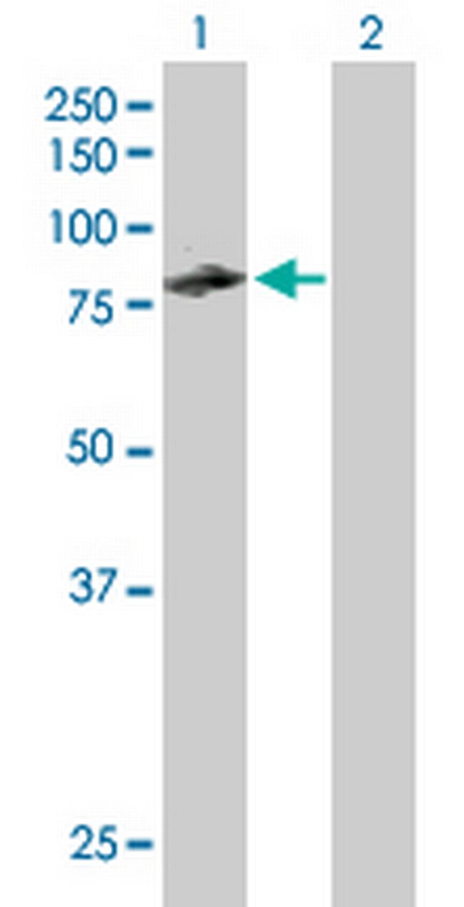 CUX1 Antibody in Western Blot (WB)