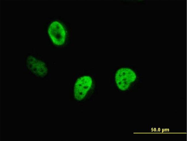 CUTL1 Antibody in Immunocytochemistry (ICC/IF)