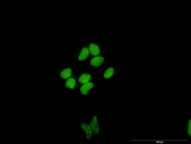 CUX1 Antibody in Immunocytochemistry (ICC/IF)