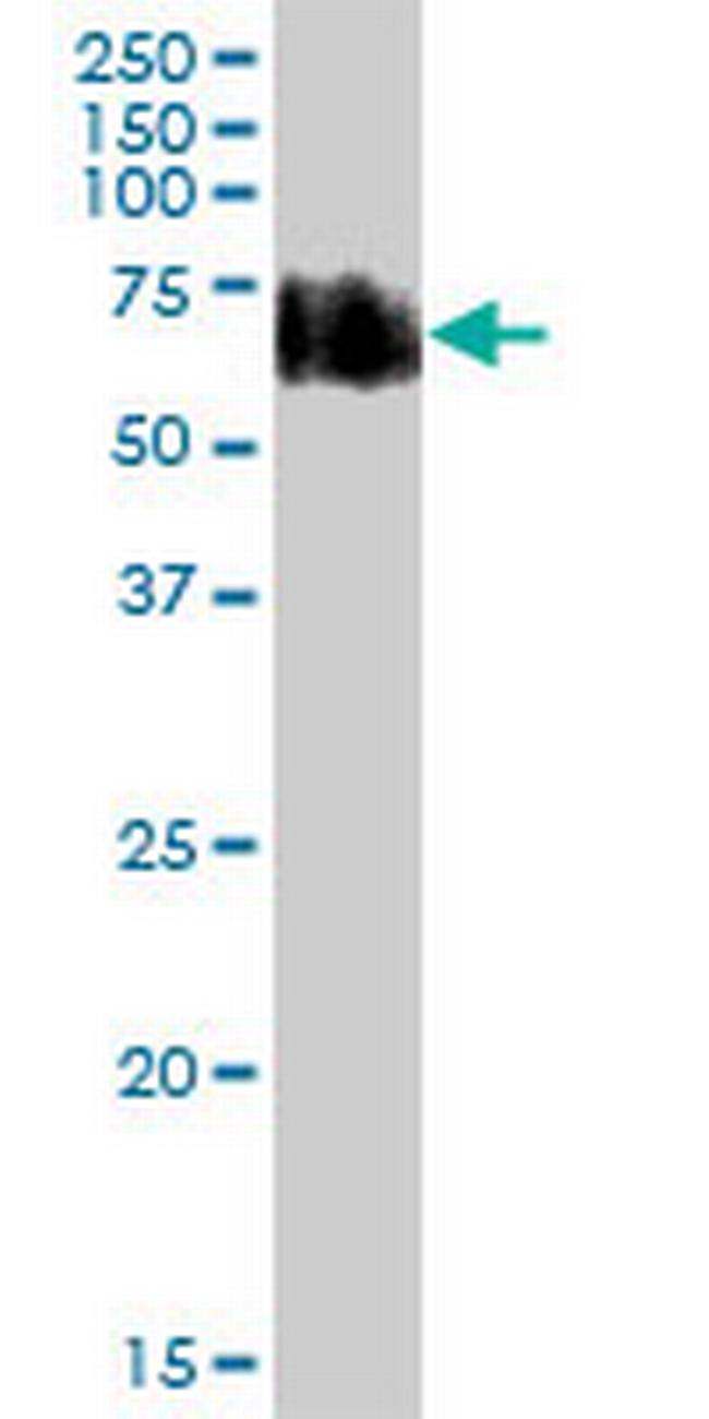 CD55 Antibody in Western Blot (WB)