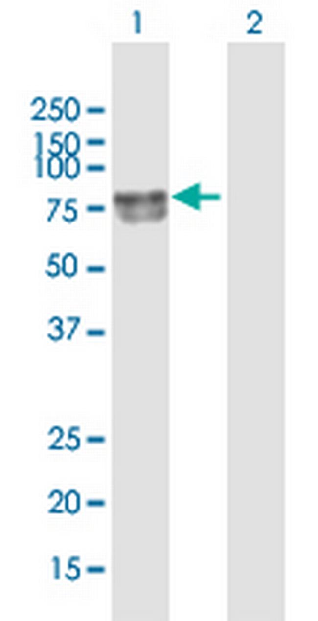 DBH Antibody in Western Blot (WB)