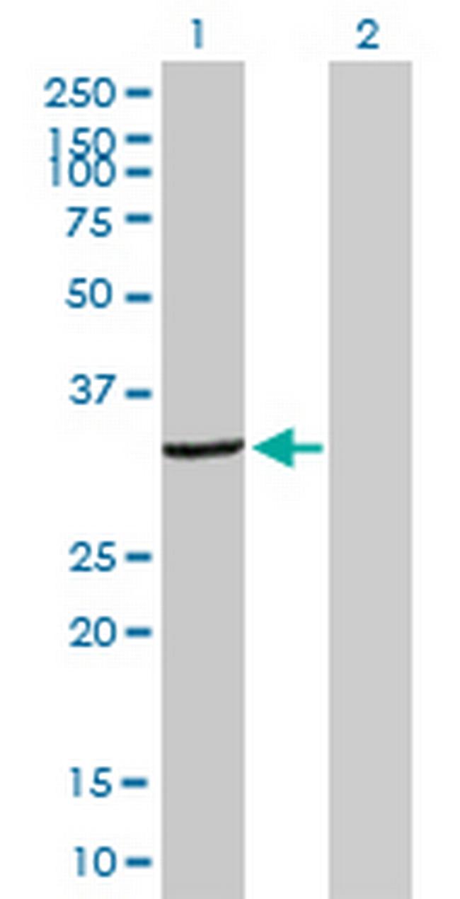 DCK Antibody in Western Blot (WB)