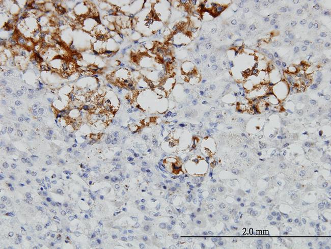 DCN Antibody in Immunohistochemistry (Paraffin) (IHC (P))