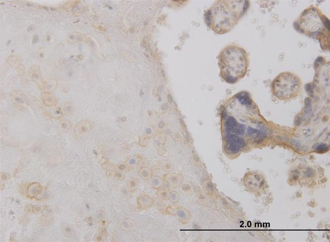 DCTD Antibody in Immunohistochemistry (Paraffin) (IHC (P))