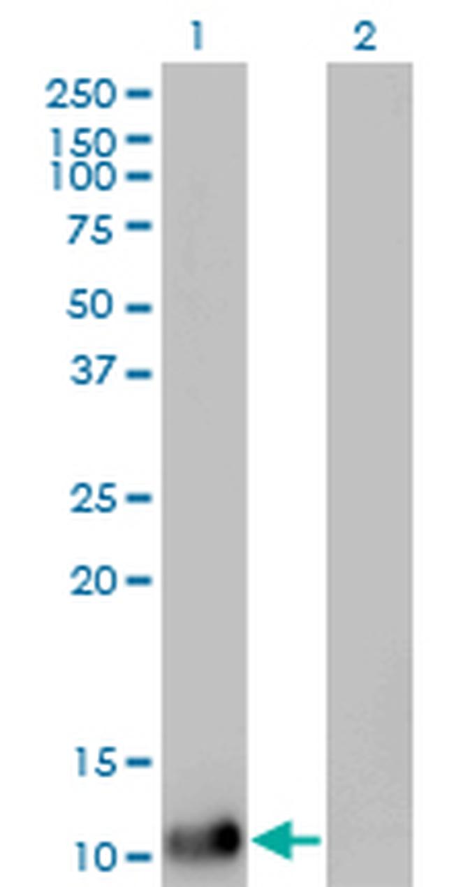 DDT Antibody in Western Blot (WB)